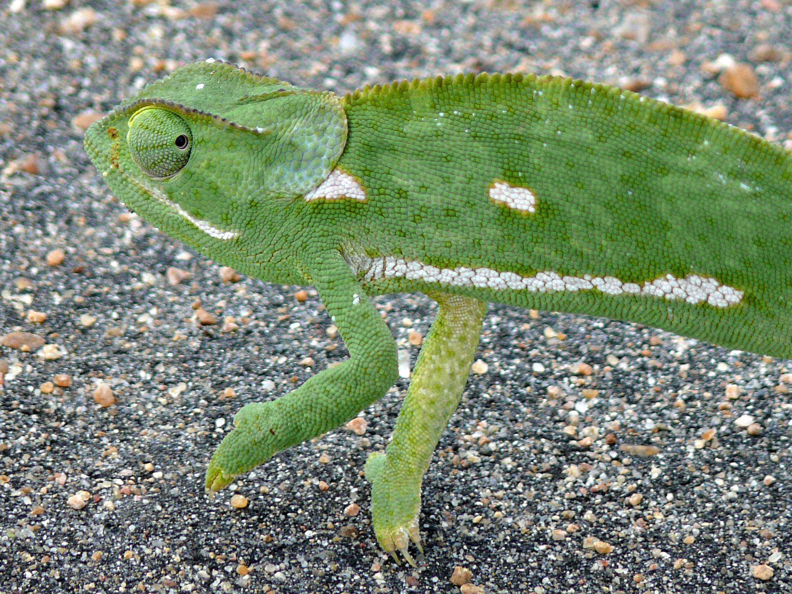 Image of chameleons