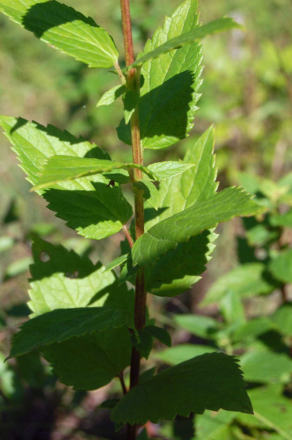 Image of giant hyssop