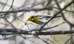 Image of Townsend's Warbler