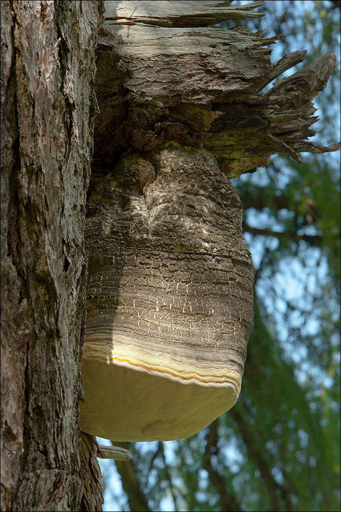 Image of Fomitopsis