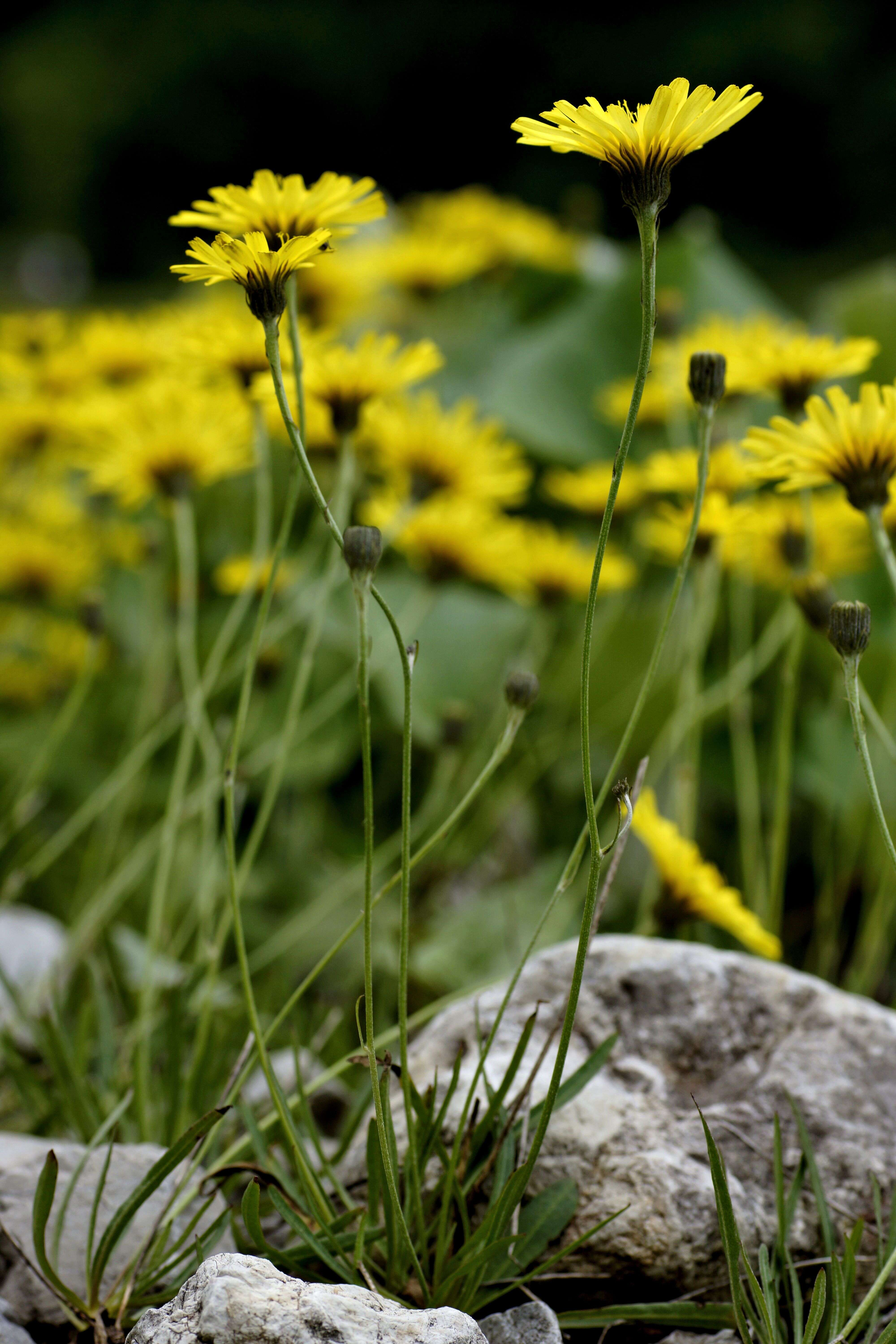 Image of umbrella milkwort