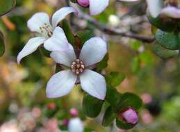 Image of Broadleaf Boronia