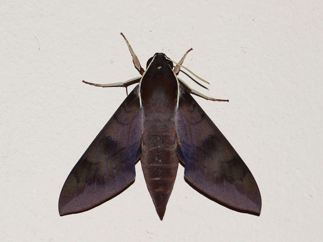 Image of Sphingidae
