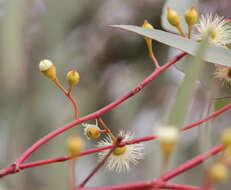 Imagem de Eucalyptus leucoxylon subsp. stephanae