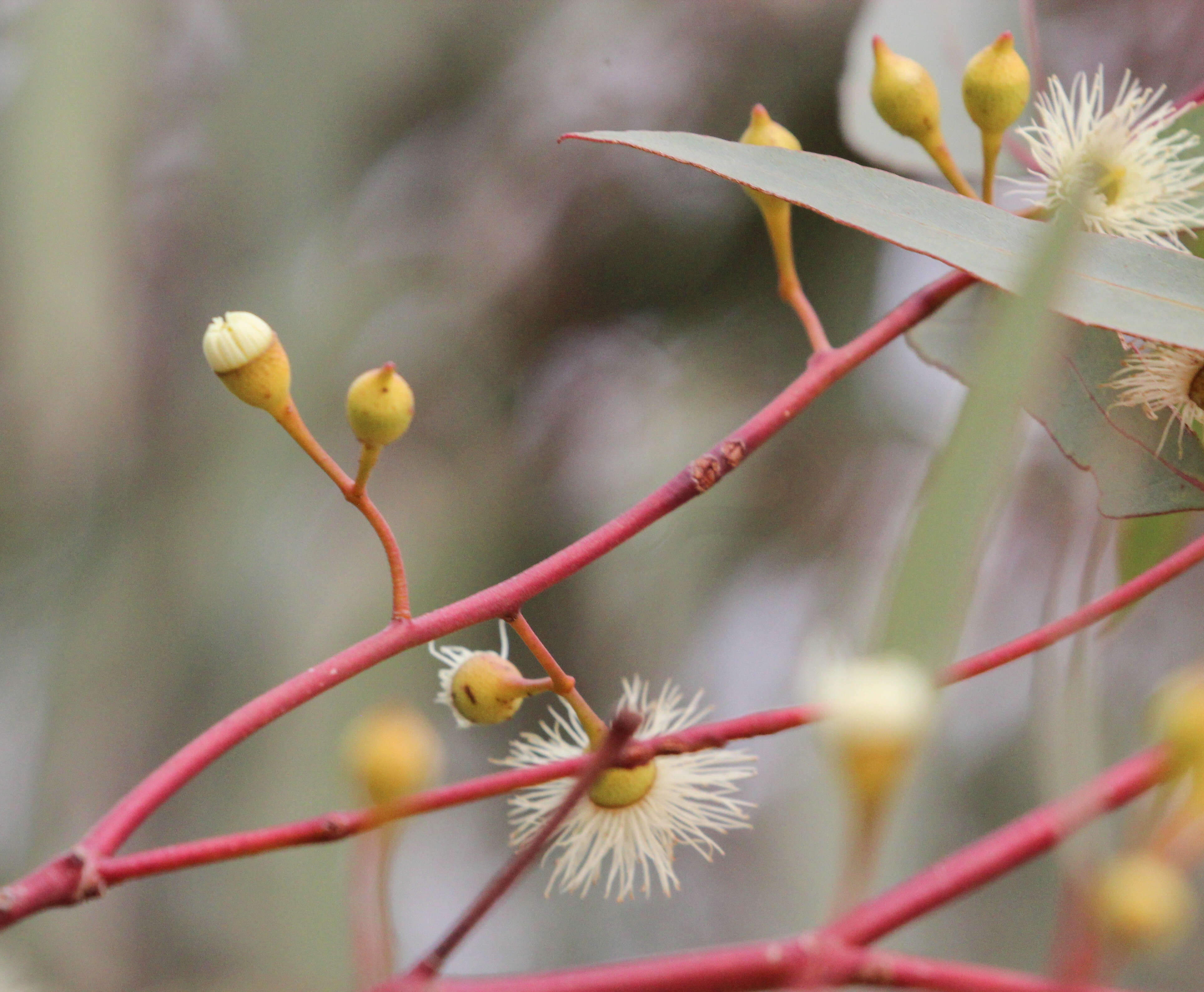 Imagem de Eucalyptus leucoxylon subsp. stephanae