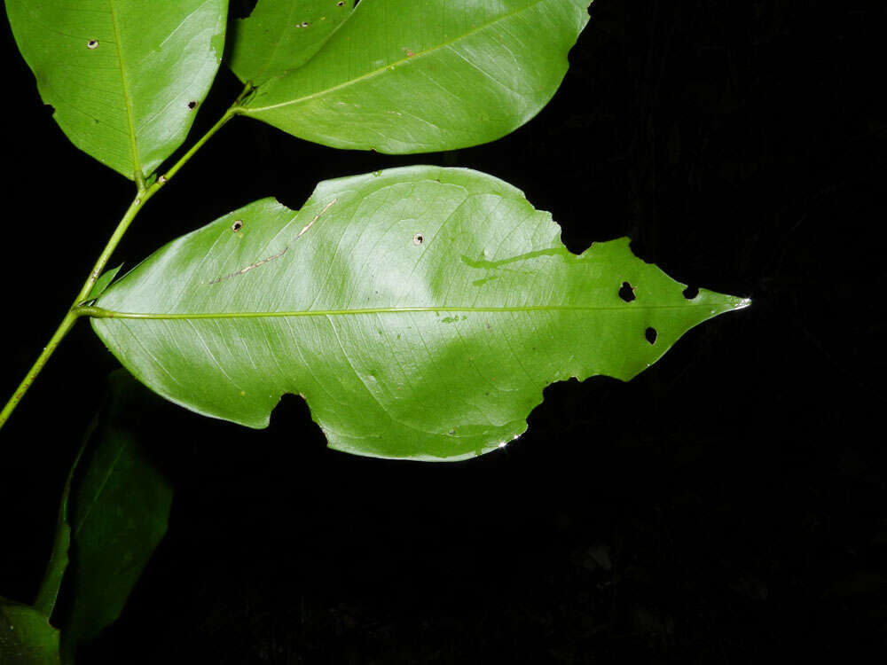 Plancia ëd Swartzia simplex var. continentalis Urb.