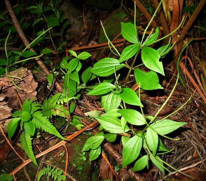 Image of peperomia