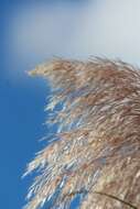 Image of pampas grass