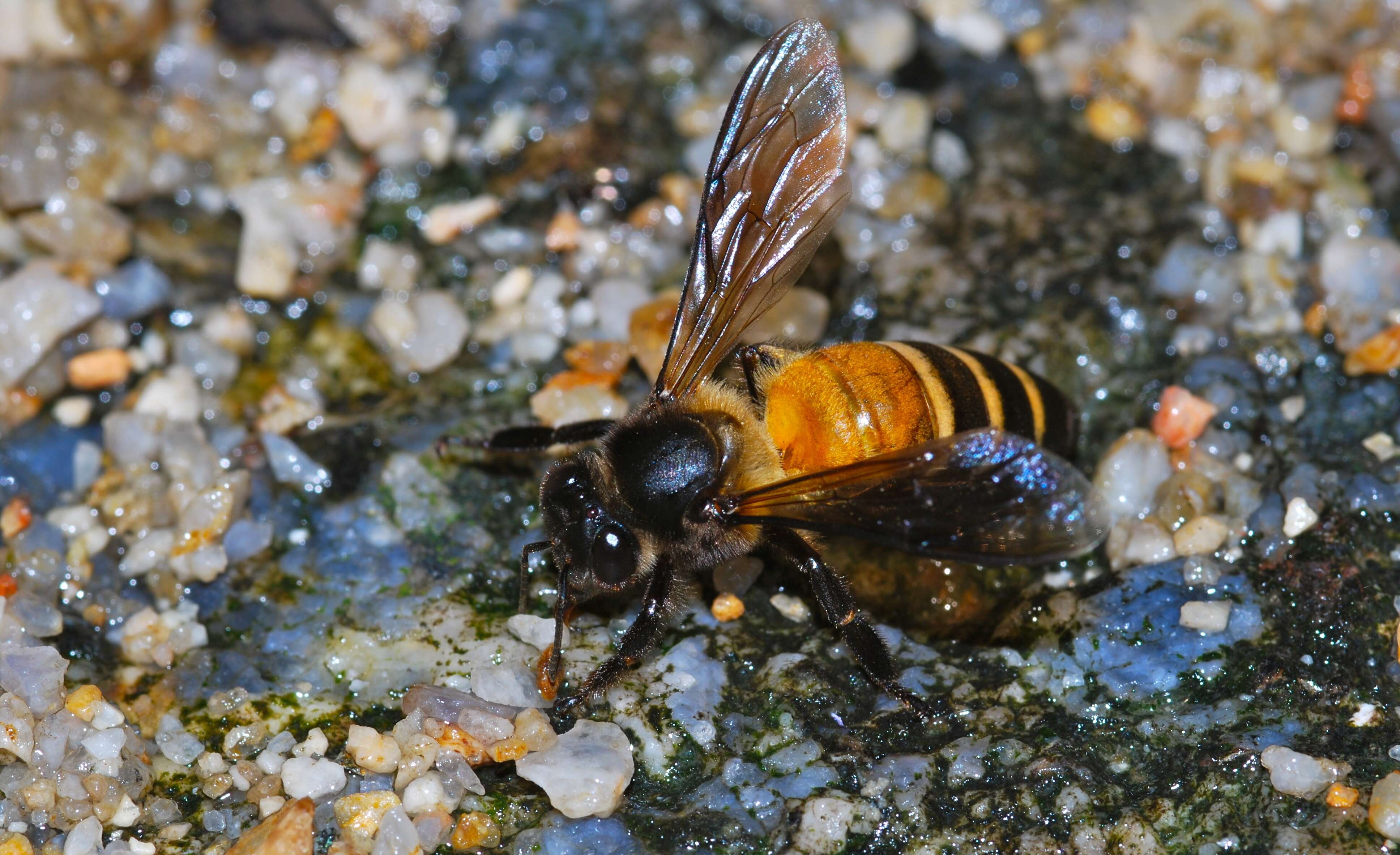 Image of Giant honey bee