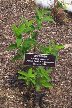 Image of northern spicebush