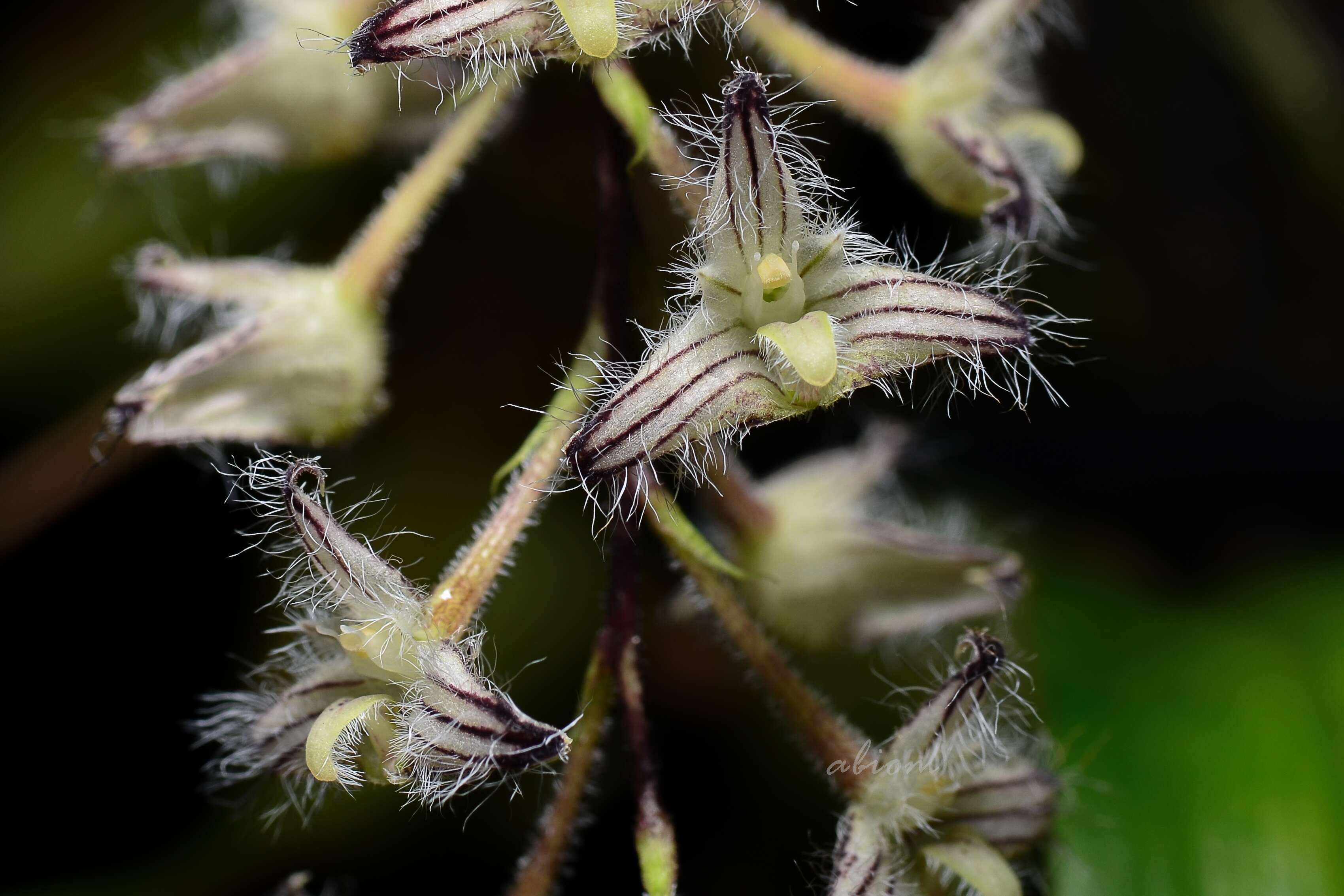 Image of Bulbophyllum lindleyanum Griff.