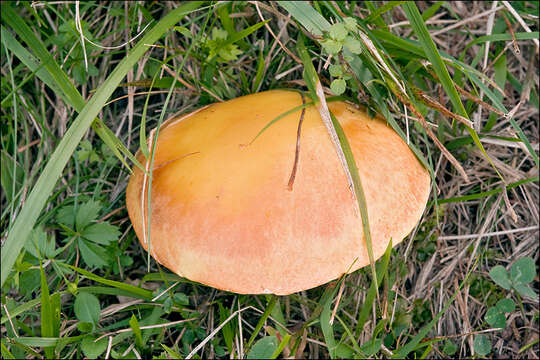 Image of Suillus grevillei (Klotzsch) Singer 1945