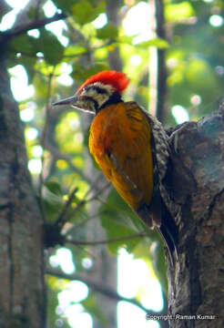 Image of Himalayan Flameback