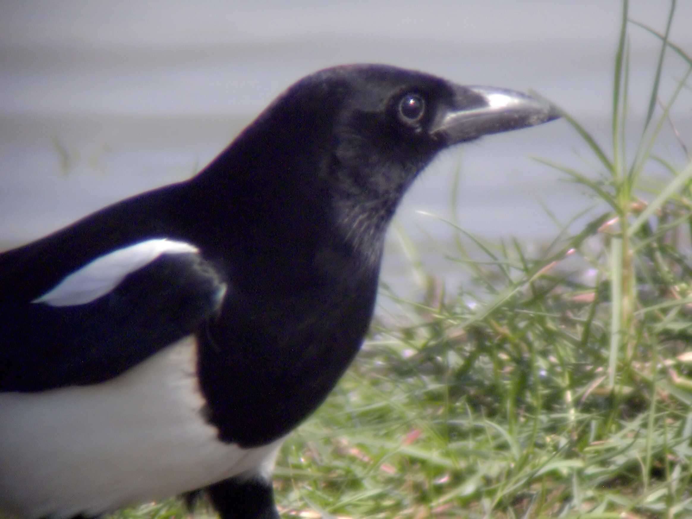 Image of magpie