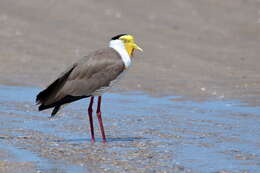 Image of Masked Lapwing