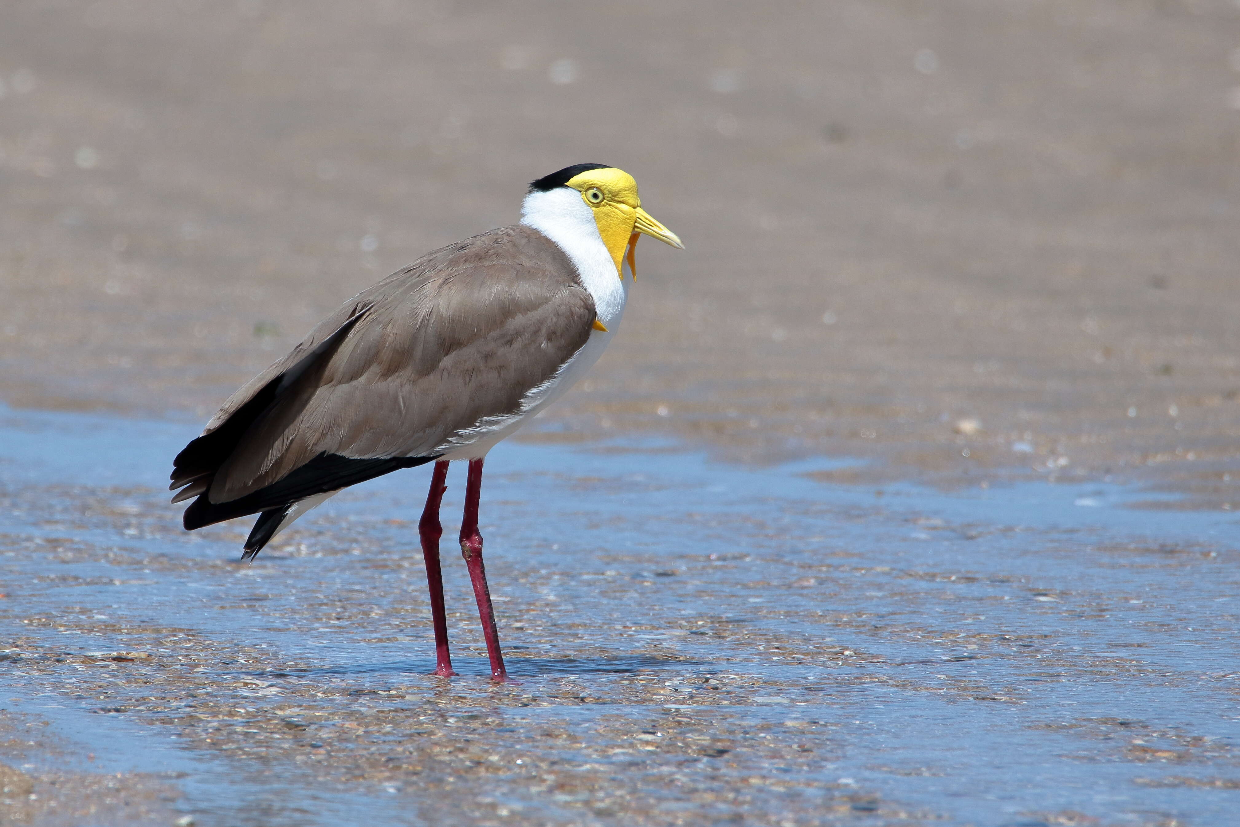 Image of Masked Lapwing