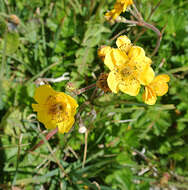 Image of Geum magellanicum Comm. ex Pers.