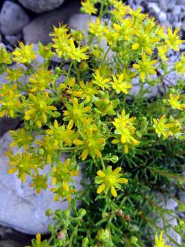 Image of Yellow (Mountain) Saxifrage