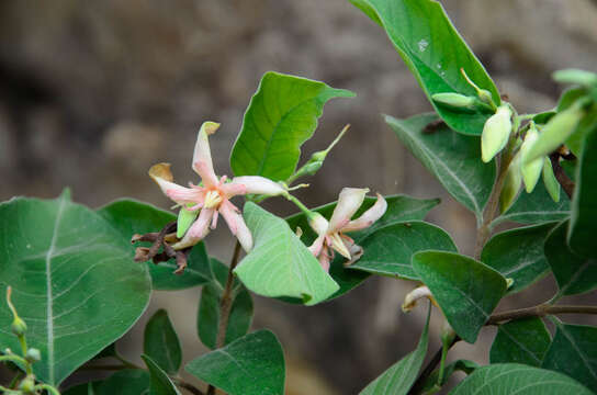 Image of Wrightia pubescens R. Br.