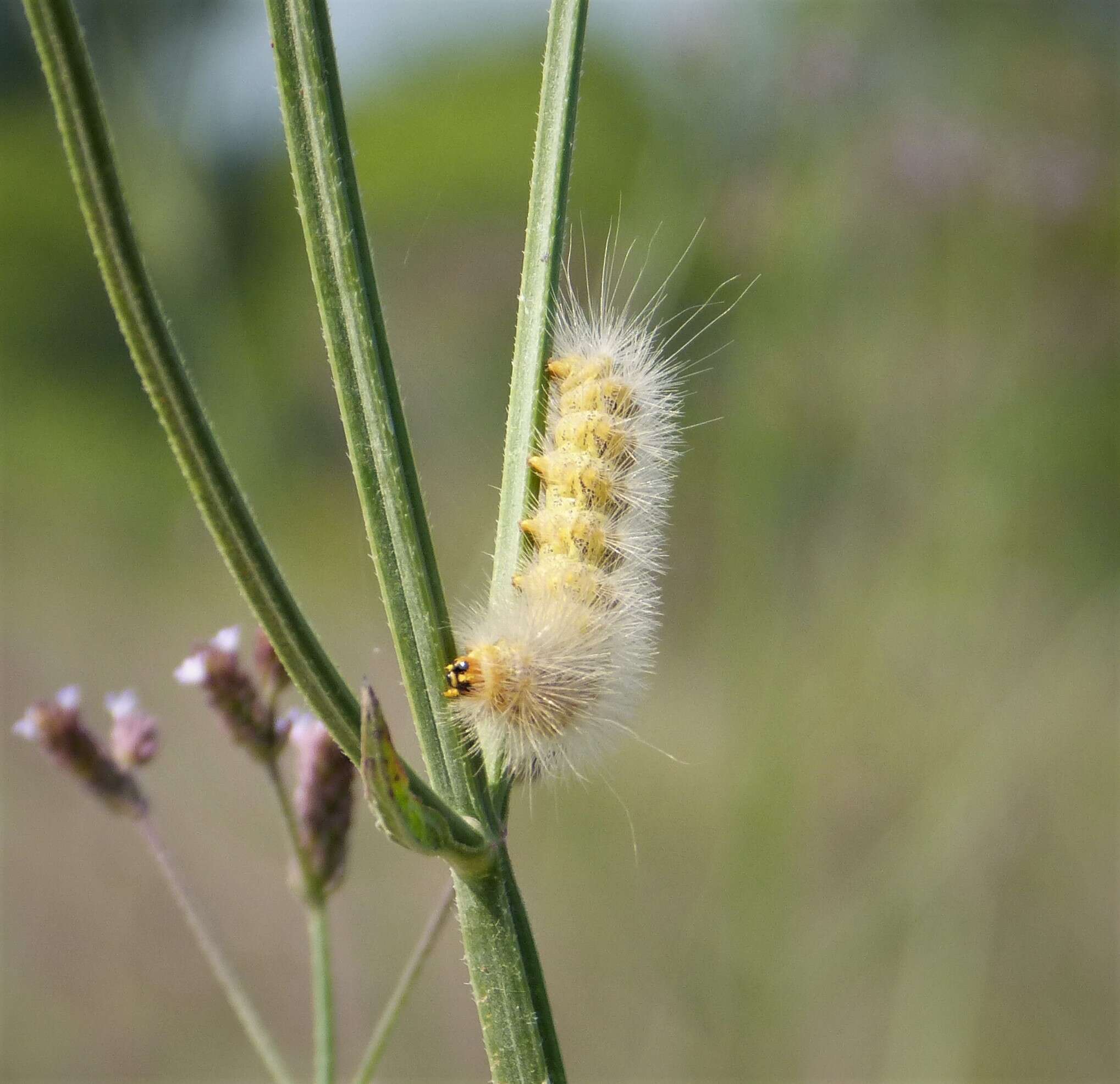 Estigmene acrea Drury 1770 resmi