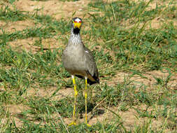 صورة Vanellus senegallus (Linnaeus 1766)