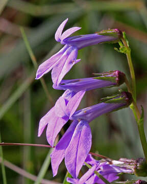 Image de Lobelia glandulosa Walter