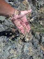 Imagem de Lomatium nudicaule (Pursh) Coult. & Rose