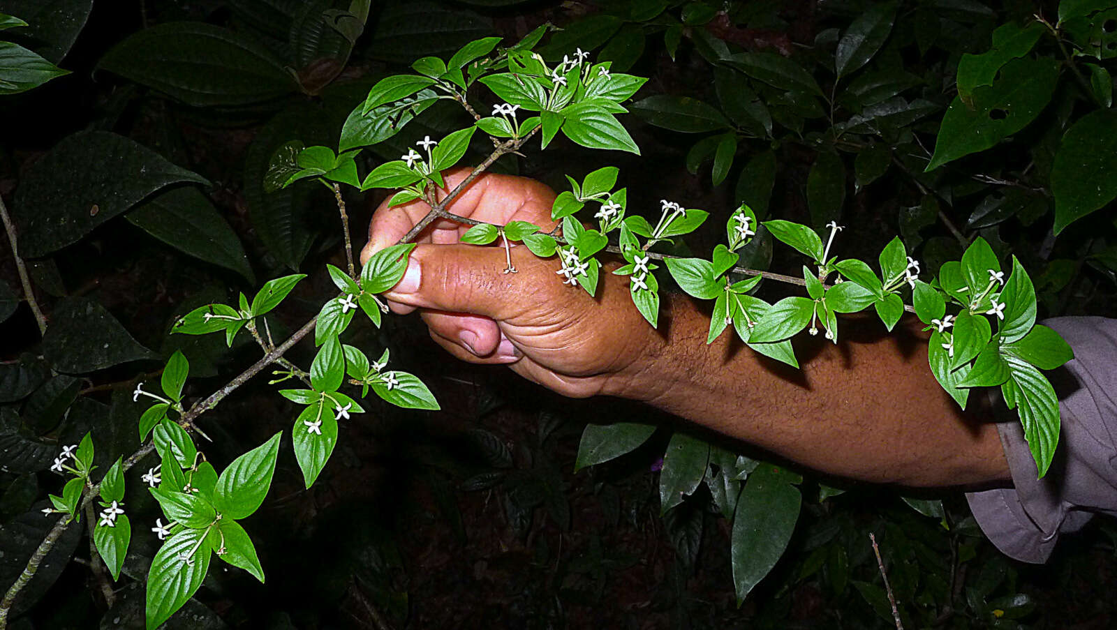 Image of Chomelia tenuiflora Benth.