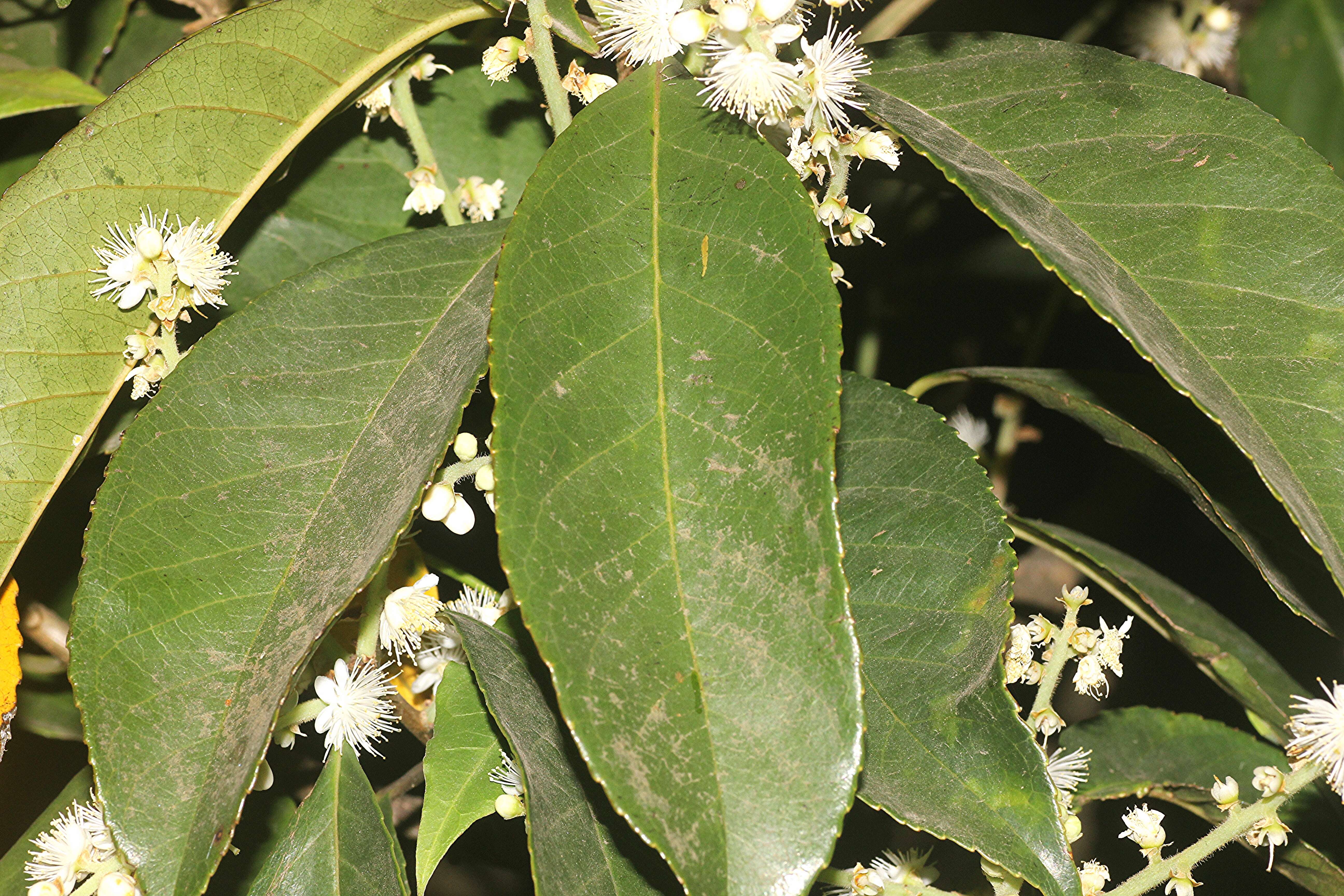 Image of sweetleaf family