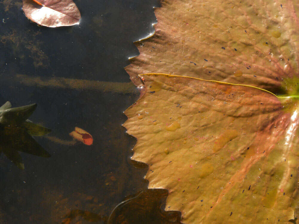 Image of waterlily