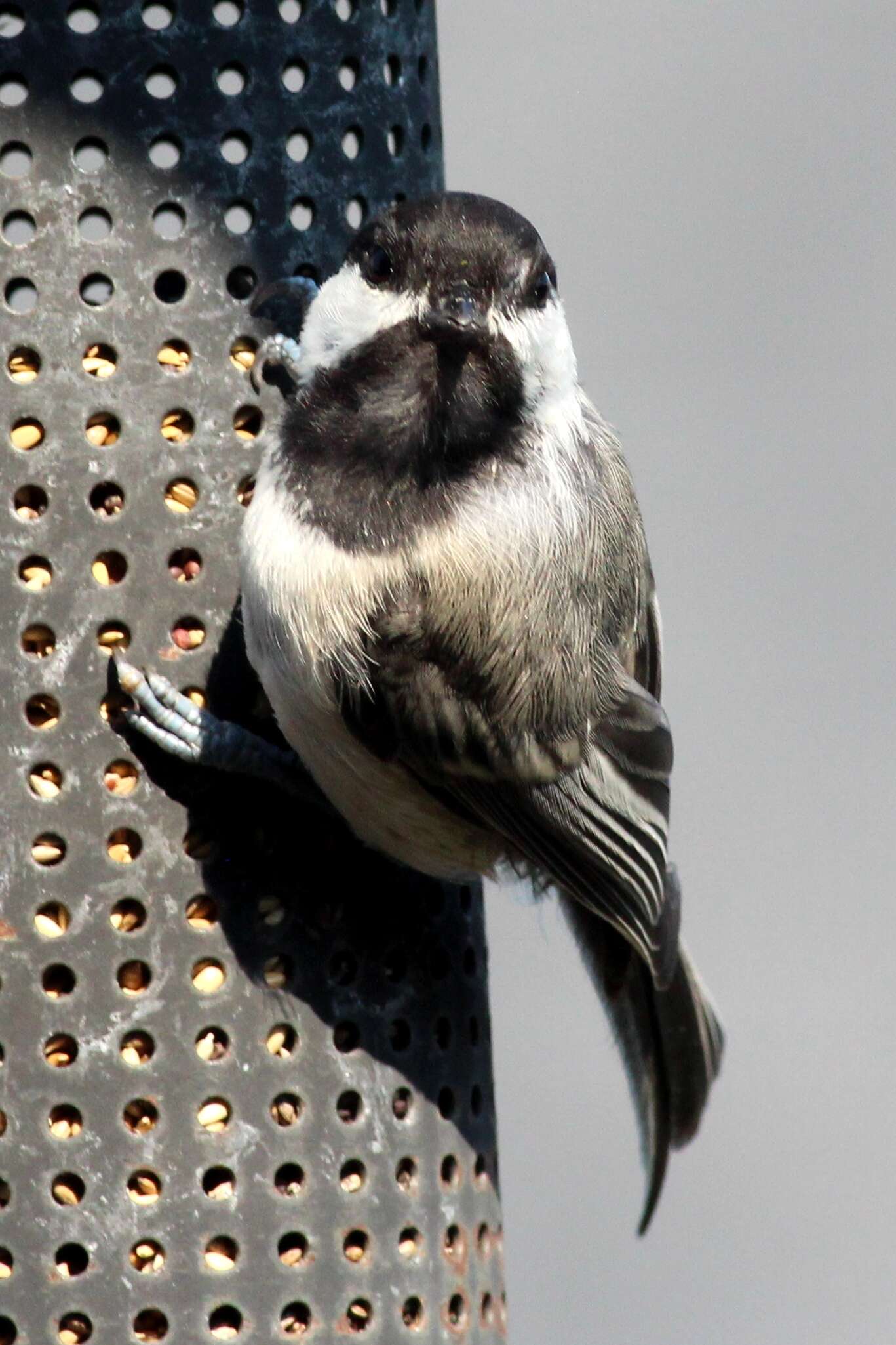 Image of Chickadee