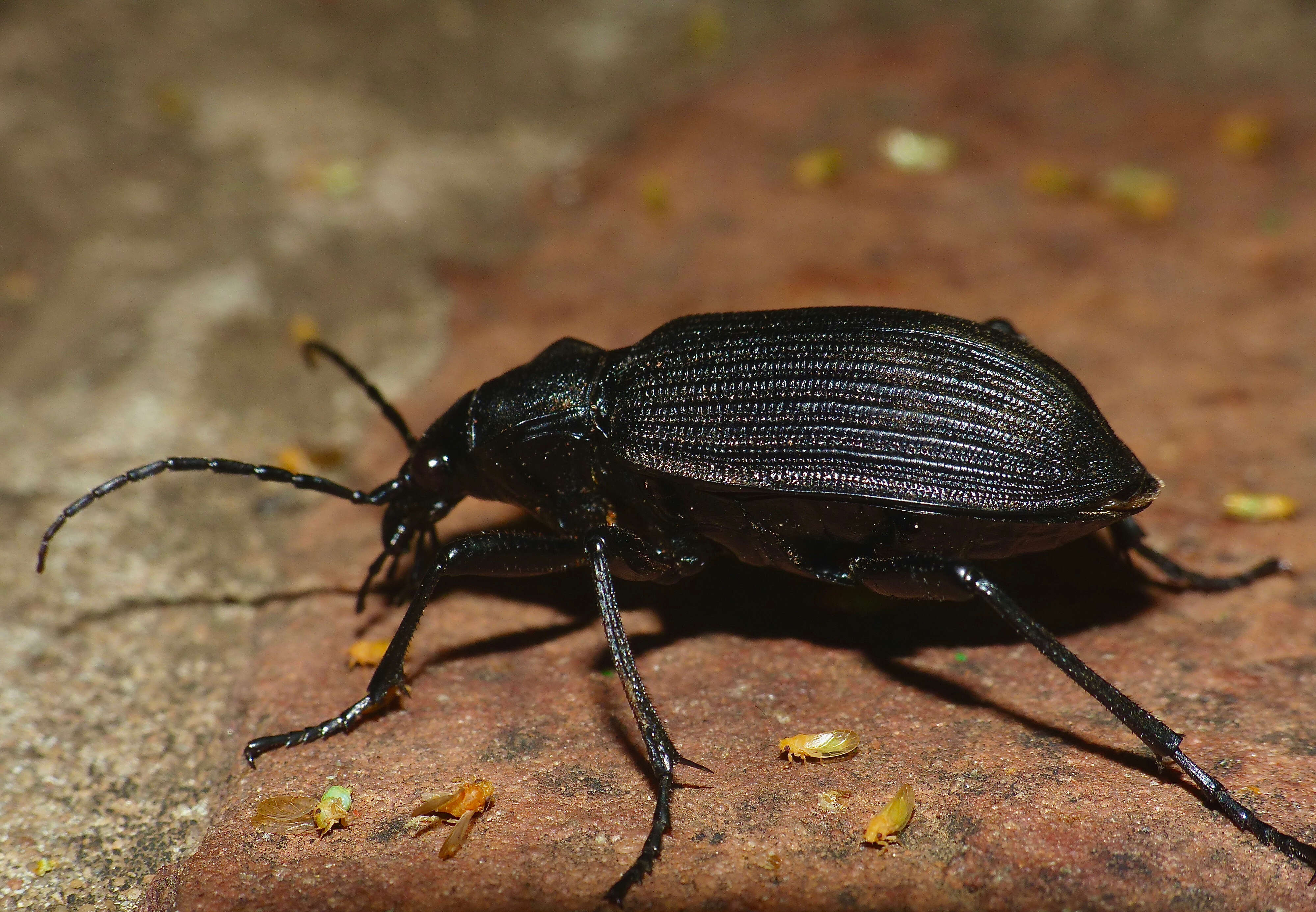 Imagem de Calosoma (Ctenosta) planicolle Chaudoir 1869