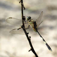 Image of Skimmers (Dragonflies)