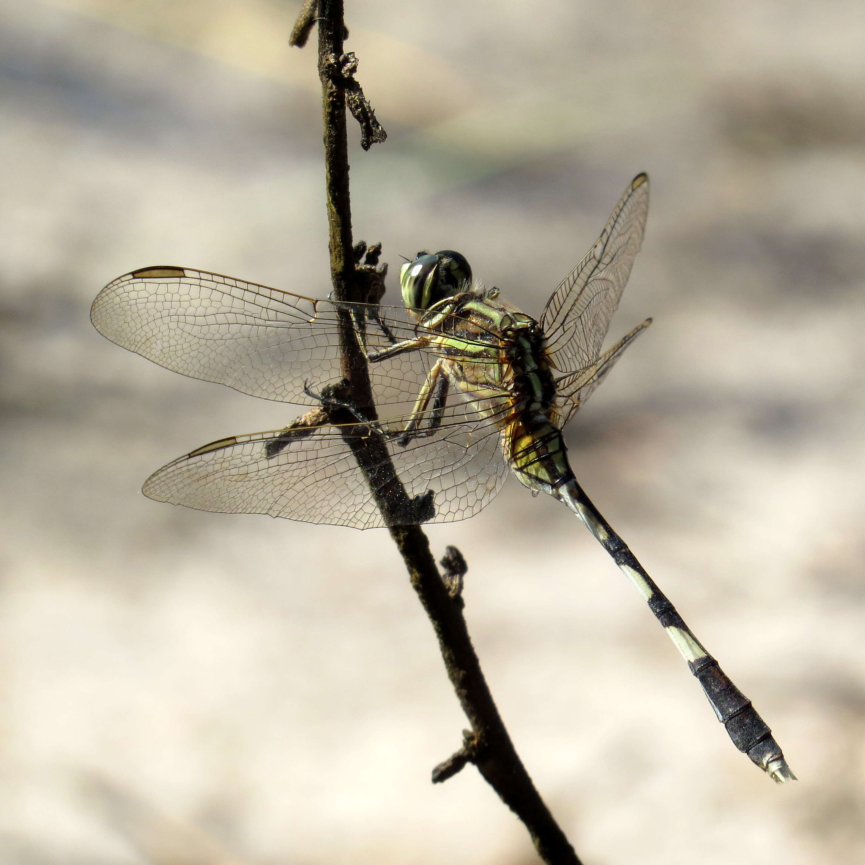 Image of Skimmers (Dragonflies)