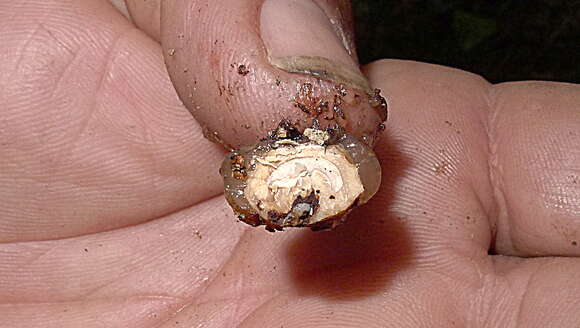 Image of Cordia acutifolia Fresen.