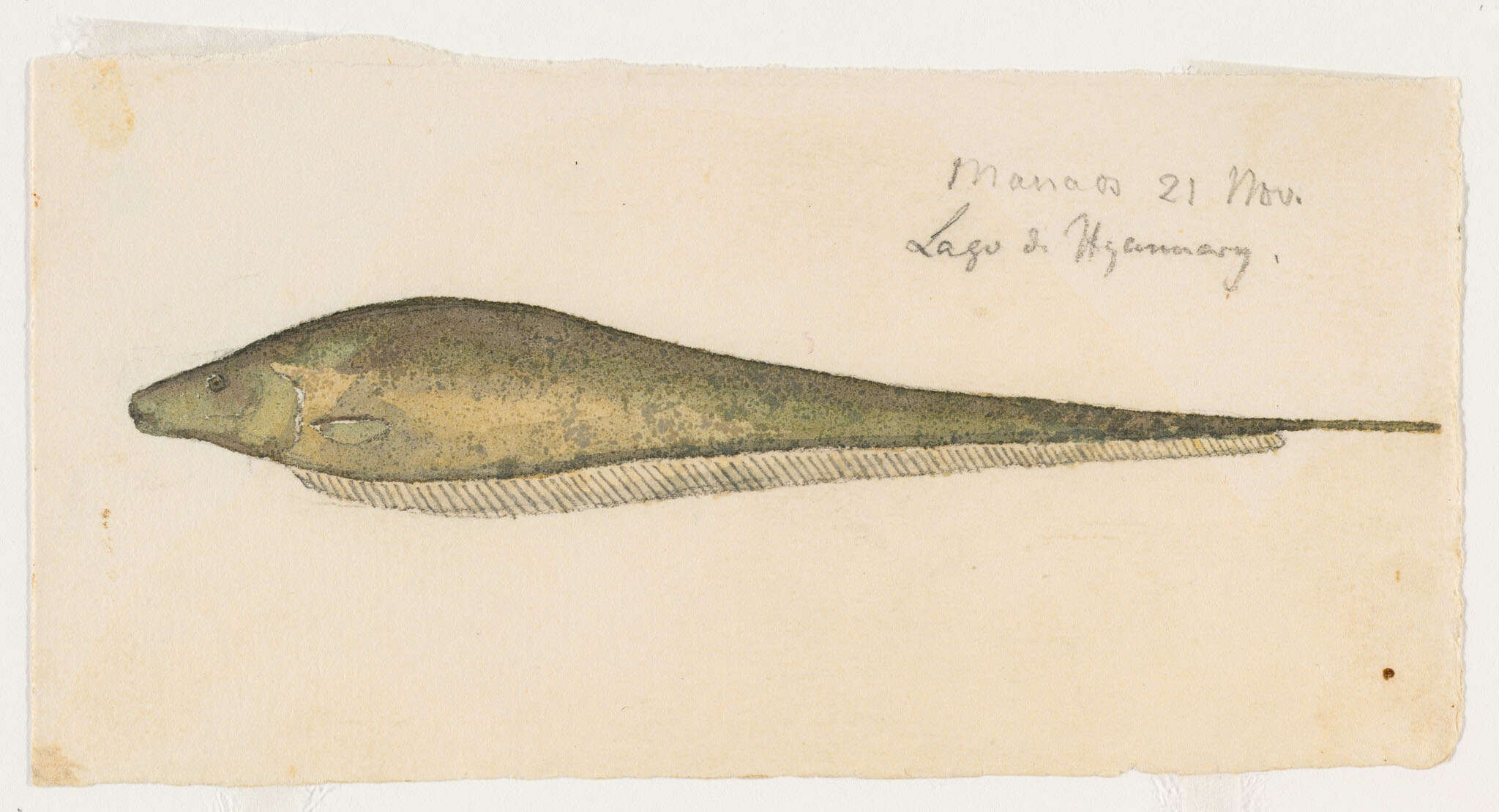 Image of glass knifefishes