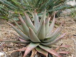 Image of Aloe capitata Baker