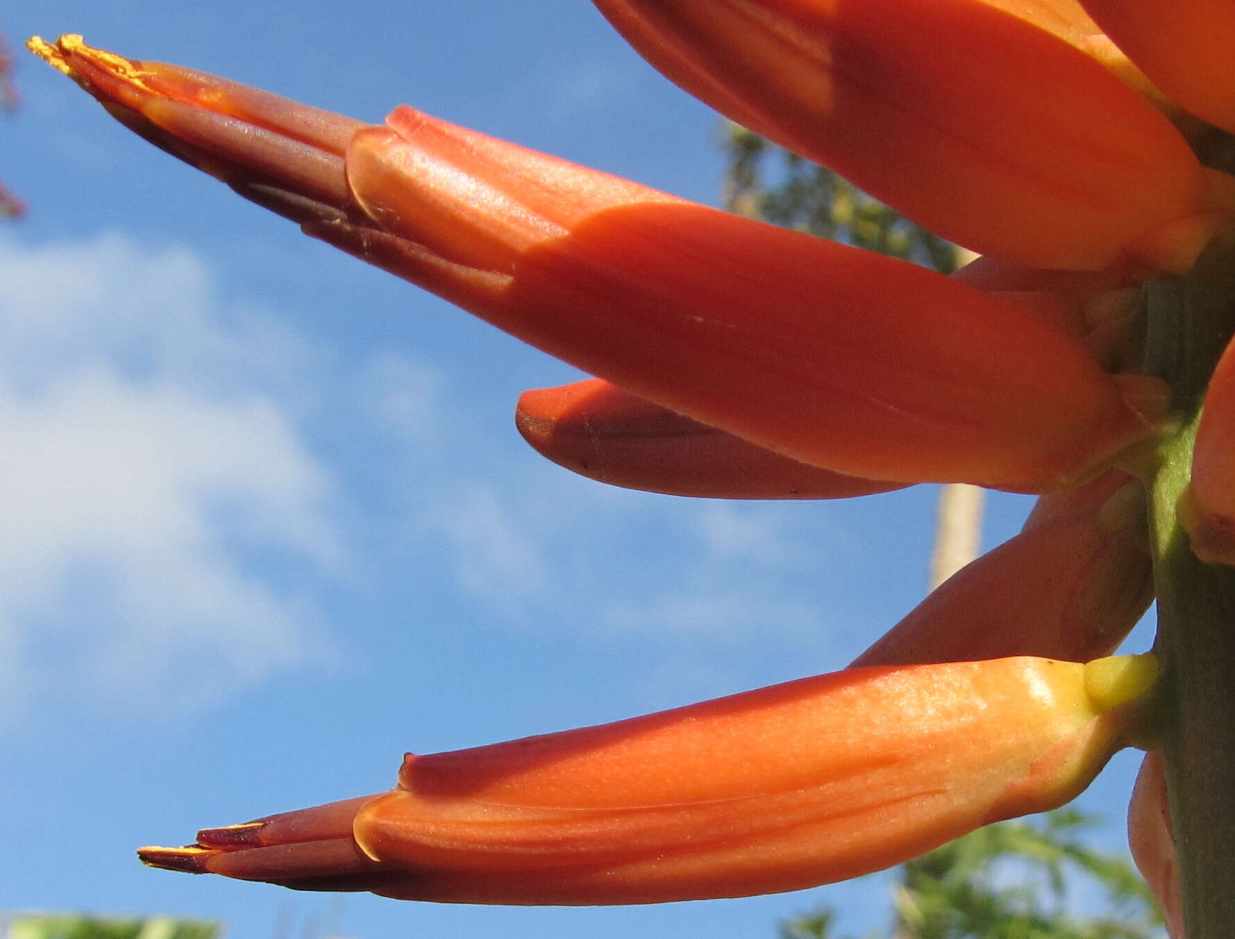 Aloe ribauensis T. A. McCoy, Rulkens & O. J. Baptista resmi