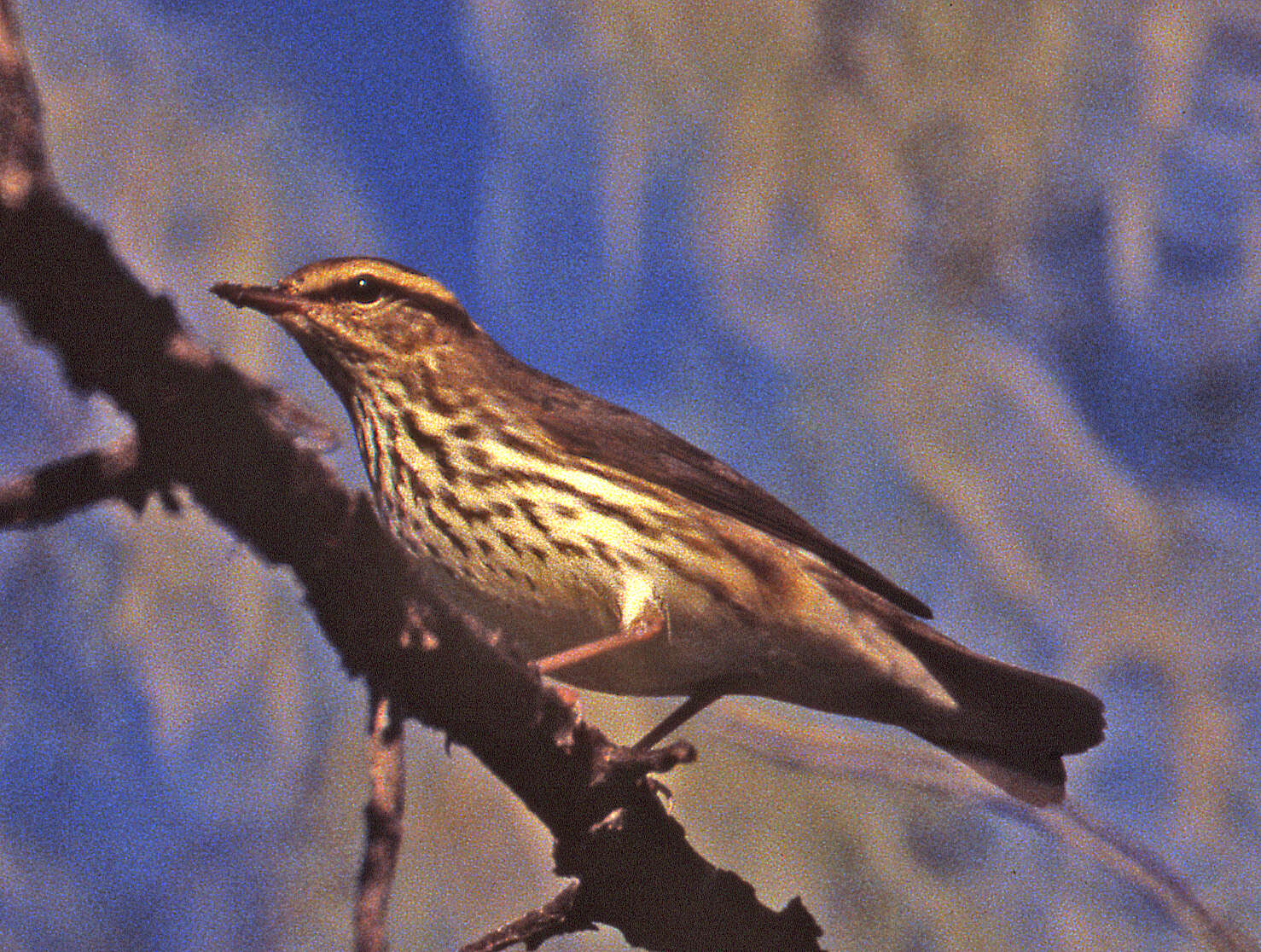 Image of waterthrush