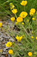 Image of Ranunculus neapolitanus Tenore