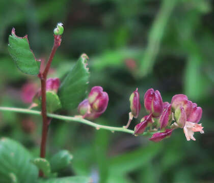 Image of Sierran Desert-Milkwort