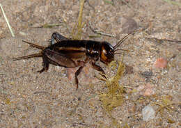 صورة Acanthogryllus fortipes (Walker & F. 1869)