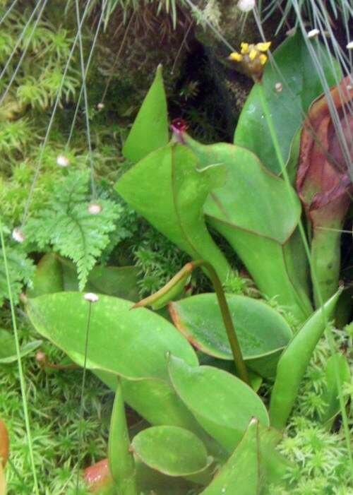Image of marsh pitcher plants