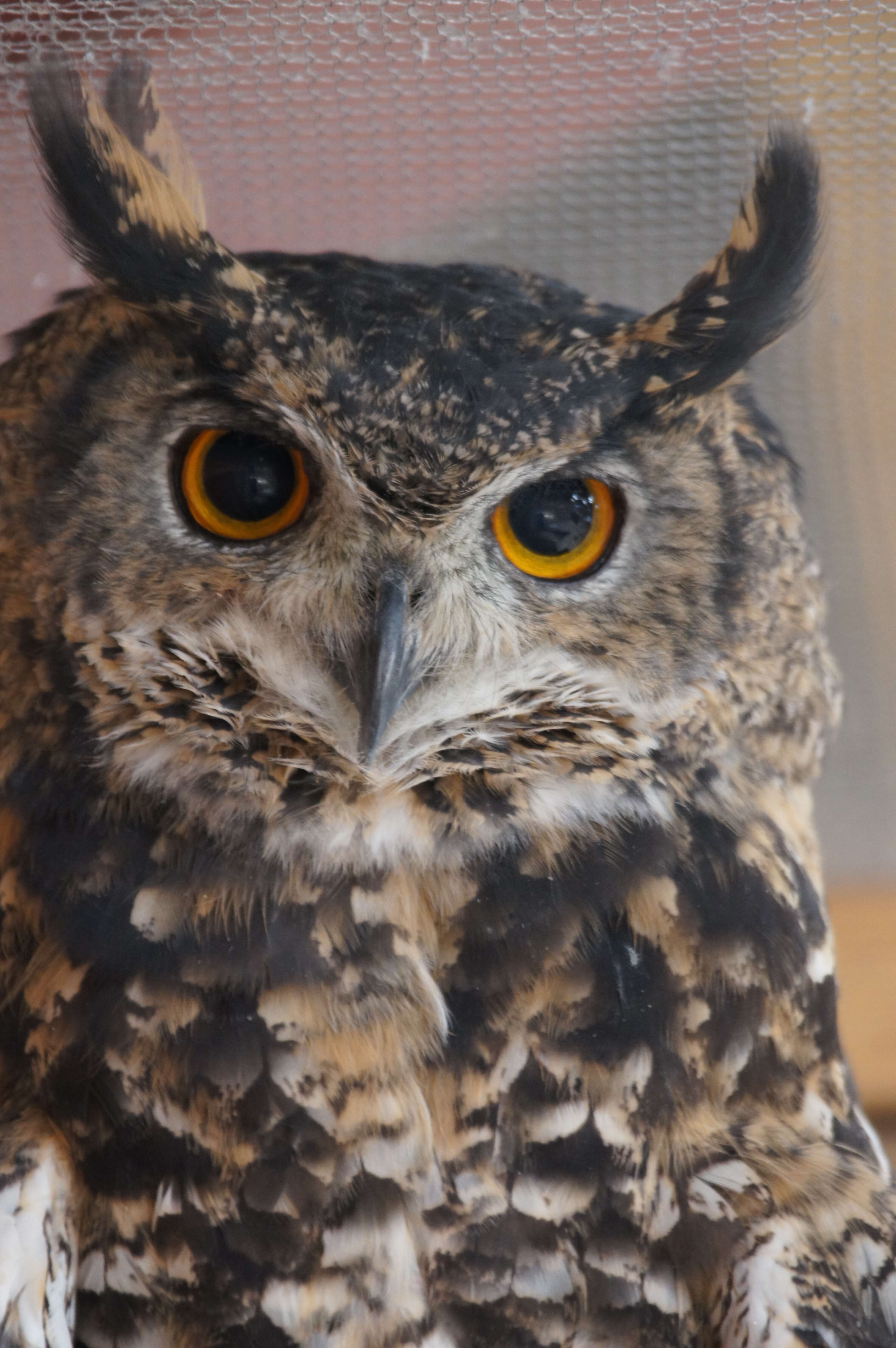 Image of Cape Eagle Owl