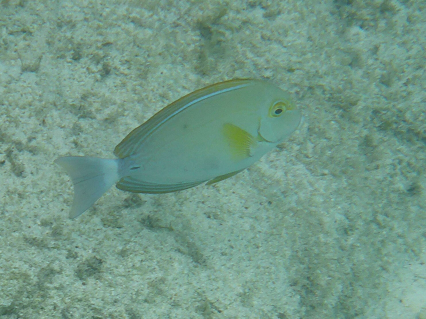 Image of Cuvier's Surgeonfish