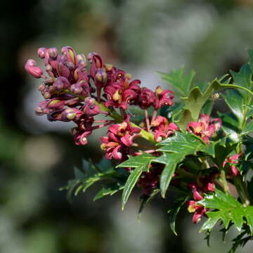 Image of Lomatia tasmanica W. M. Curtis