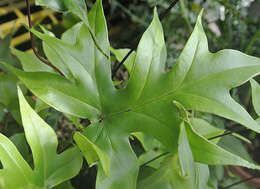 Image of Doryopteris majestosa Yesilyurt