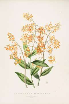 Image of Epidendrum polyanthum Lindl.