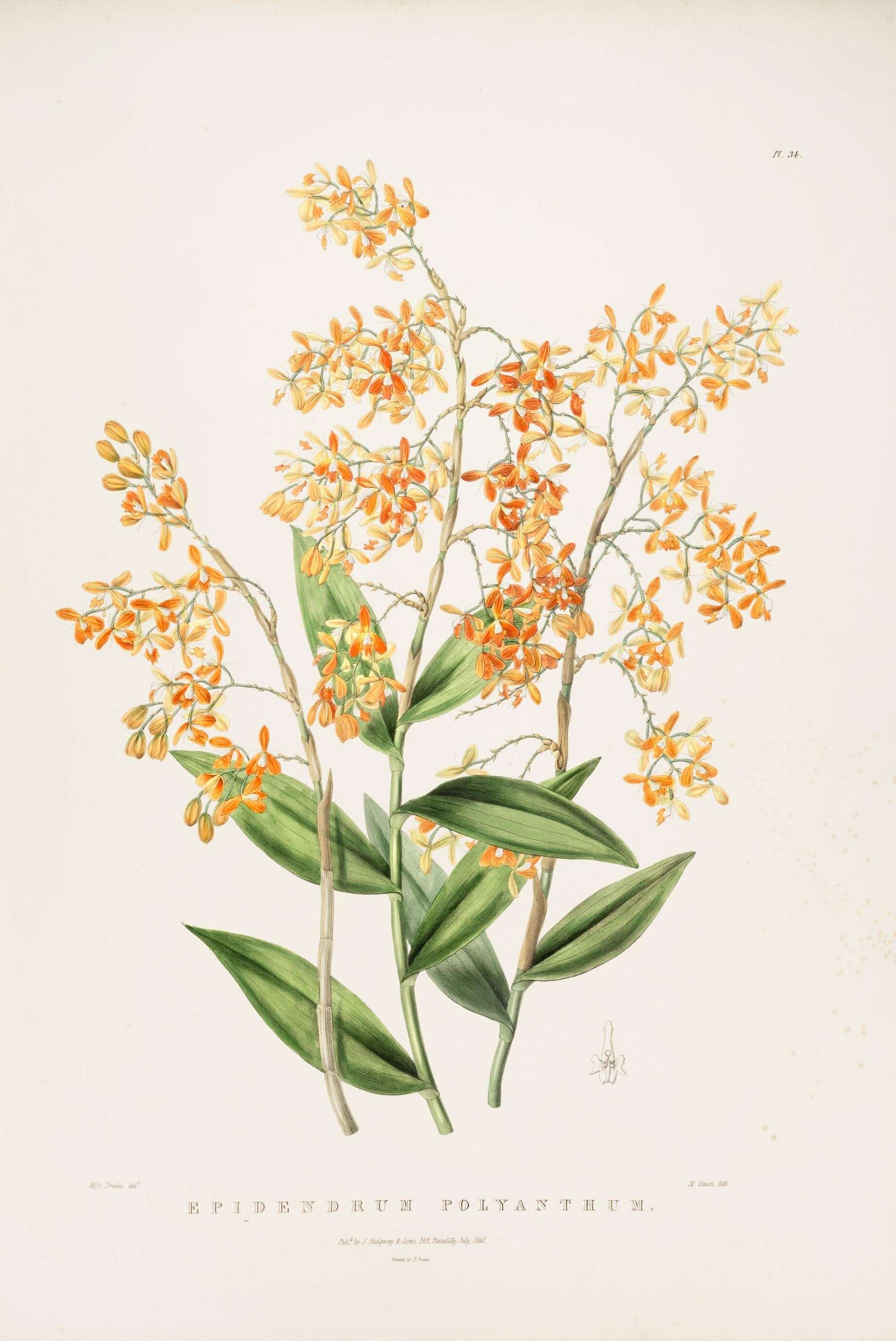Image of Star orchids