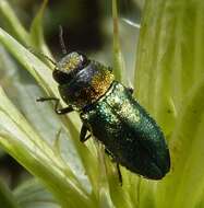 Слика од Anthaxia hypomelaena (Illiger 1803)